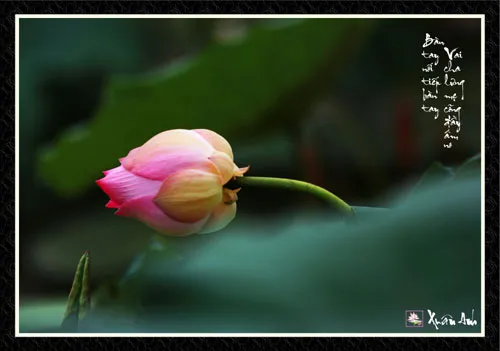 Chùm ảnh Sen nghệ thuật của nghệ sĩ Xuân Anh (Kỳ 3) ảnh 7