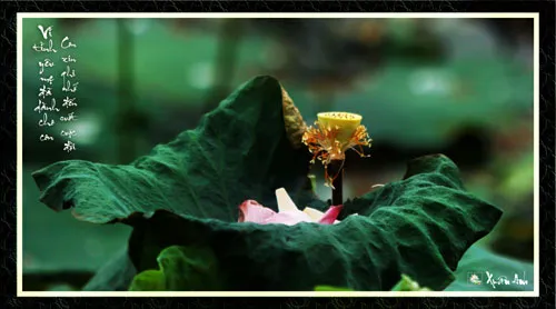 Chùm ảnh Sen nghệ thuật của nghệ sĩ Xuân Anh (Kỳ 3) ảnh 3