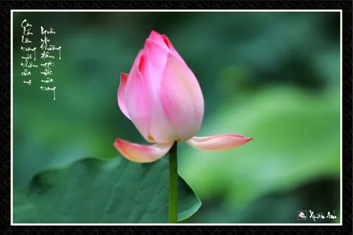 Chùm ảnh Sen nghệ thuật của nghệ sĩ Xuân Anh (Kỳ 3) ảnh 4