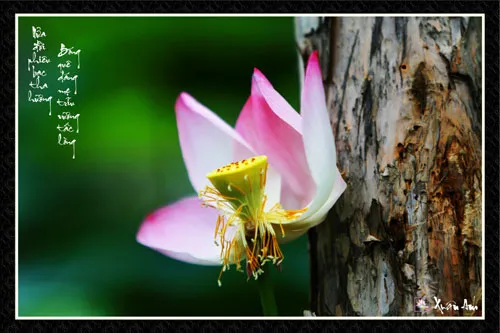 Chùm ảnh Sen nghệ thuật của nghệ sĩ Xuân Anh (Kỳ 3) ảnh 5