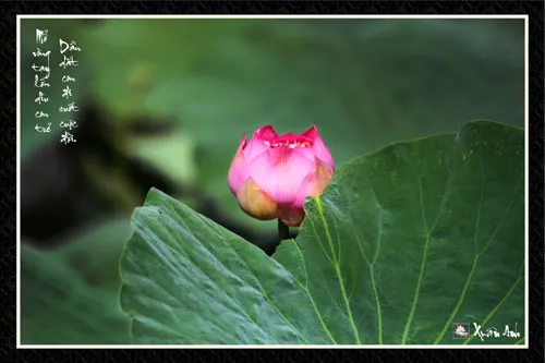 Chùm ảnh Sen nghệ thuật của nghệ sĩ Xuân Anh (Kỳ 3) ảnh 6