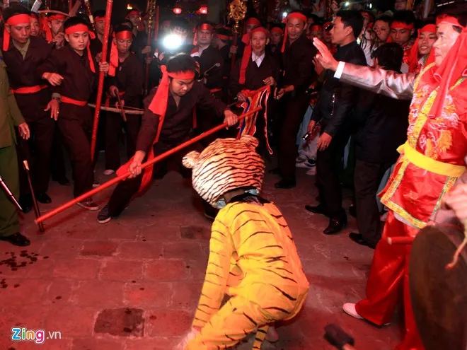 Đây là loài hổ lang mép vàng, do một nam thanh niên thủ vai. Trong ít phút, hổ đã bị các thợ săn cho sa bẫy và thu phục.
