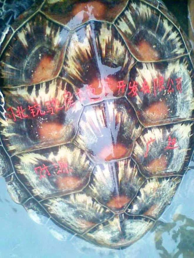 Bắt được rùa biển kỳ lạ khắc chữ trên mai ảnh 1