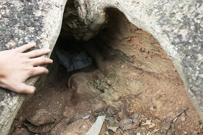 Từ tháng 9/1930 đến tháng 2/1931, Thanh Phong trở thành cơ sở hoạt động bí mật của đảng bộ Nghệ An. Các truyền đơn tuyên truyền, giác ngộ, những nghị quyết của tỉnh ủy đều ra đời ở đây. Những ngày tháng bị địch khủng bố gắt gao, gốc cây sui trở thành nơi cất giữ an toàn cho các tài liệu và cũng là nơi ẩn náu của cán bộ. Trong gốc cây được đóng nhiều đinh để cất giữ tài liệu.