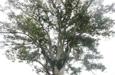 Tán cây vẫn sum sê và xanh tươi dù đã trải qua những năm tháng chiến tranh ác liệt.