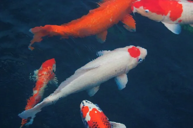 Trong hơn 200 chú cá được nuôi tại đây, 3 con cá màu trắng, trên đầu có hình tròn màu đỏ (biểu tượng cho lá cờ của Nhật Bản) có giá trị nhất. Để lai tạo những con cá như thế rất khó, nên mỗi con có giá gần 500 triệu đồng. Trong hơn 200 chú cá được nuôi tại đây, 3 con cá màu trắng, trên đầu có hình tròn màu đỏ (biểu tượng cho lá cờ của Nhật Bản) có giá trị nhất. Để lai tạo những con cá như thế rất khó, nên mỗi con có giá gần 500 triệu đồng.