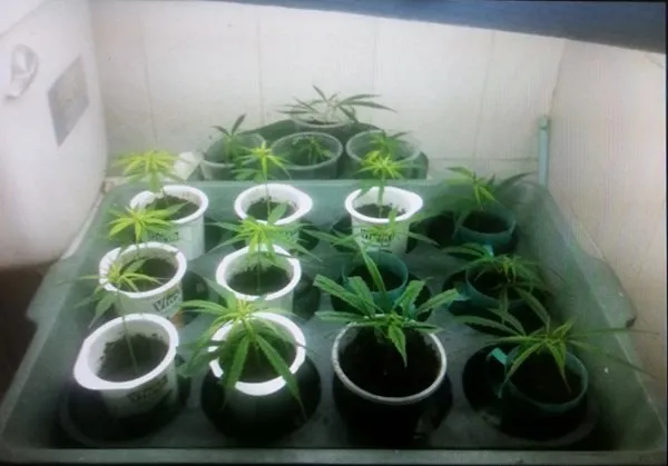 Vườn cần sa được Nam trồng tại tầng 2 và tầng 3 của ngôi nhà.