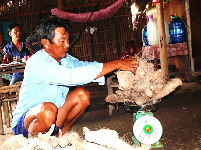 Ông Hưng cho biết, chiều 29/3, ông ra đầm tôm cách nhà khoảng 100m để đào dây khoai đã trồng cách đây 3 năm. Tại đây, ông bất ngờ thấy củ khoai quá “khủng”, phải nhờ thêm nhiều người phụ đào lên. Ảnh: Một nhánh củ khoai đã nặng hơn 10kg. Nhập mô tả cho ảnh