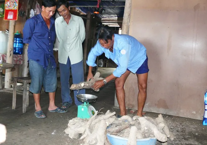 “Vì loại khoai này thuộc dạng củ dây nên phải bẻ ra từng nhánh mới lấy lên được. Sau khi tập hợp các nhánh lại đem cân mới biết nặng hơn 64kg”, ông Hưng nói. Nhập mô tả cho ảnh