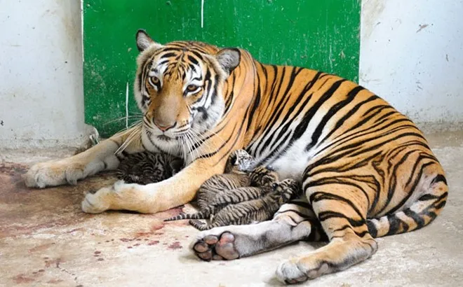 Hổ mẹ (tên Mi) được phối giống với hổ bố (tên Sám) từ vườn thú Hà Nội sinh ra năm hổ con kháu khỉnh. Hổ mẹ (tên Mi) được phối giống với hổ bố (tên Sám) từ vườn thú Hà Nội sinh ra năm hổ con kháu khỉnh.