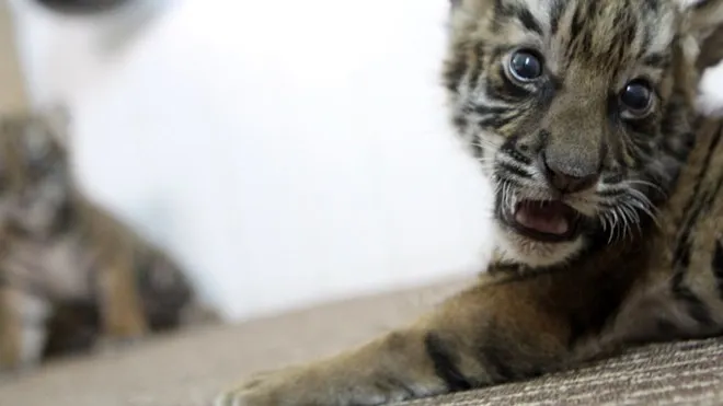 Theo các nhà chuyên môn, để hổ Đông Dương sinh con đã là khó, và nếu có thường cũng chỉ hai, ba con mà thôi. Vì vậy, việc Mi sinh năm là chuyện cực hiếm của hổ Đông Dương, nhất là Mi đã lớn tuổi (10 tuổi). Trong năm con của Mi, chỉ có ba “bé” là khỏe mạnh nên được sống chung với mẹ. Hai hổ con yếu nhất trong bầy được tách riêng ra chăm sóc trong điều kiện đặc biệt. Theo các nhà chuyên môn, để hổ Đông Dương sinh con đã là khó, và nếu có thường cũng chỉ hai, ba con mà thôi. Vì vậy, việc Mi sinh năm là chuyện cực hiếm của hổ Đông Dương, nhất là Mi đã lớn tuổi (10 tuổi). Trong năm con của Mi, chỉ có ba “bé” là khỏe mạnh nên được sống chung với mẹ. Hai hổ con yếu nhất trong bầy được tách riêng ra chăm sóc trong điều kiện đặc biệt.