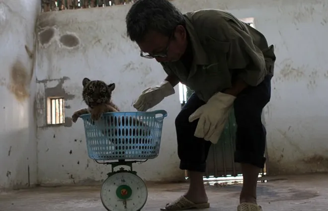 Ông Trần Minh Tâm, tổ chăn nuôi, kiểm tra trọng lượng và sức khỏe hổ con sau khi đã tách hổ mẹ ra chuồng bên. Hiện hổ con to nhất đã đạt 5kg. Ông Trần Minh Tâm, tổ chăn nuôi, kiểm tra trọng lượng và sức khỏe hổ con sau khi đã tách hổ mẹ ra chuồng bên. Hiện hổ con to nhất đã đạt 5kg.