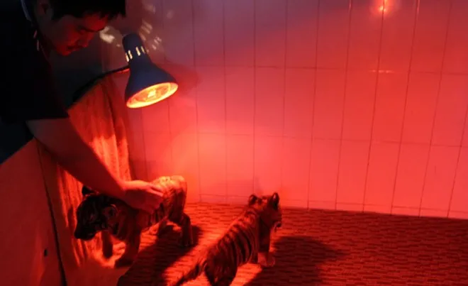 Những hôm trời se lạnh, đặc biệt vào đêm khuya, hổ con được sưởi ấm bằng hệ thống đèn sưởi. Những hôm trời se lạnh, đặc biệt vào đêm khuya, hổ con được sưởi ấm bằng hệ thống đèn sưởi.