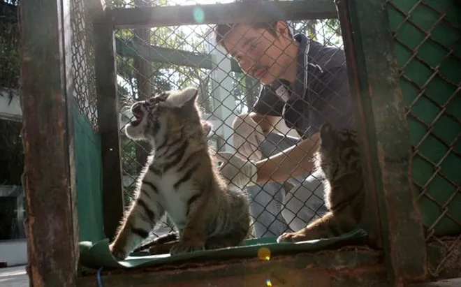 Đội ngũ bác sĩ thú y của Thảo Cầm Viên được ví như mẹ nuôi hai bé hổ con này. Họ chăm sóc hai hổ con chẳng khác nào những người mẹ chăm con mới sinh trong suốt 24/24 giờ. Chính vì điều kiện chăm sóc đặc biệt nên ngay cả nhân viên tại Thảo Cầm Viên không phải ai cũng được tiếp cận, và chúng tôi là một trong những người may mắn được phép theo sát những mẹ nuôi của hổ để thực hiện phóng sự ảnh này. Mỗi buổi sáng hổ con (cách ly mẹ) được cho tắm nắng. Trong ảnh: bác sĩ thú y Nguyễn Bá Phú cho hổ con vào lồng tắm nắng. Đội ngũ bác sĩ thú y của Thảo cầm viên được ví như mẹ nuôi hai bé hổ con này. Họ chăm sóc hai hổ con chẳng khác nào những người mẹ chăm con mới sinh trong suốt 24/24 giờ. Chính vì điều kiện chăm sóc đặc biệt nên ngay cả nhân viên tại Thảo cầm viên không phải ai cũng được tiếp cận, và chúng tôi là một trong những người may mắn được phép theo sát những mẹ nuôi của hổ để thực hiện phóng sự ảnh này. Mỗi buổi sáng hổ con (cách ly mẹ) được cho tắm nắng. Trong ảnh: bác sĩ thú y Nguyễn Bá Phú cho hổ con vào lồng tắm nắng.