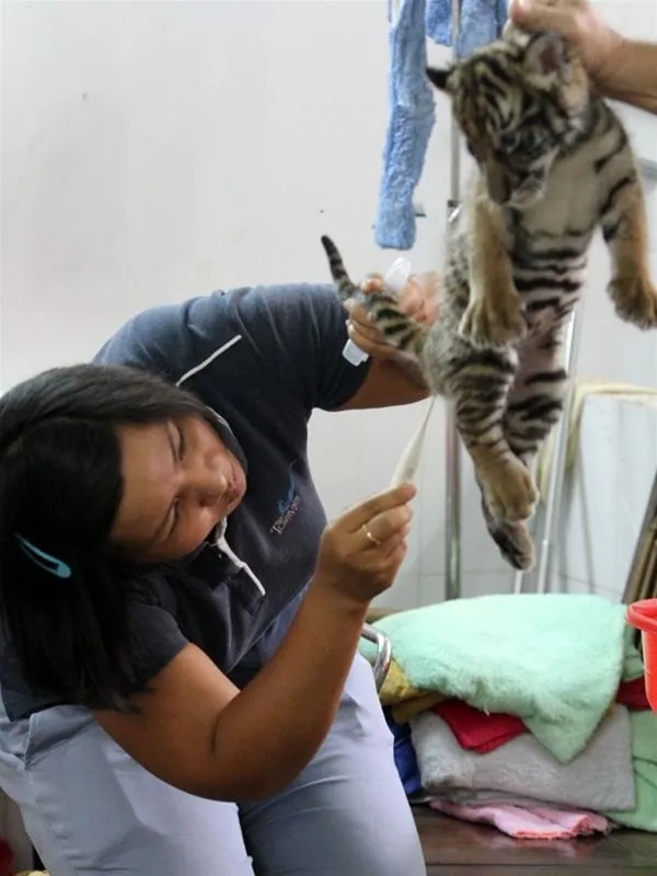 Chị Trần Thị Mỹ Hạnh - tổ trưởng tổ chăm sóc thú ăn thịt - đo nhiệt độ, kiểm tra tình hình sức khỏe hổ con. Nhập mô tả cho ảnh