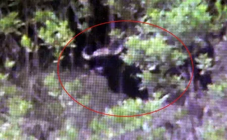 Hình ảnh con bò tót được cắt từ clip. Hình ảnh con bò tót được cắt từ clip.