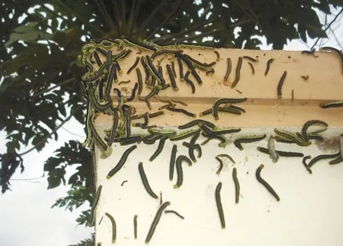 Hiện tượng này diễn ra tại khu quy hoạch dân cư 90, thị trấn Liên Nghĩa, huyện Đức Trọng, tỉnh Lâm Đồng. Người dân trong khu vực cho biết, vài ngày qua, họ lâm cảnh khốn khổ vì từng bầy sâu xanh liên tục xuất hiện "tấn công". Trong ảnh: Sâu bám đầy cổng nhà dân. Hiện tượng “nổi da gà” này đang diễn ra tại khu quy hoạch dân cư 90, thị trấn Liên Nghĩa, huyện Đức Trọng, tỉnh Lâm Đồng. Người dân trong khu vực cho biết, vài ngày qua, họ lâm cảnh khốn khổ vì từng bầy sâu xanh liên tục xuất hiện dày đặc. Trong ảnh: Sâu bám đầy cổng nhà dân.