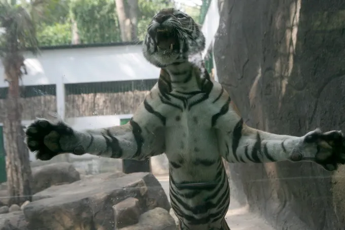 Thêm một hổ mẹ tại Thảo Cầm Viên Sài Gòn sinh con ảnh 4 Thêm một hổ mẹ tại Thảo Cầm Viên Sài Gòn sinh con ảnh 4