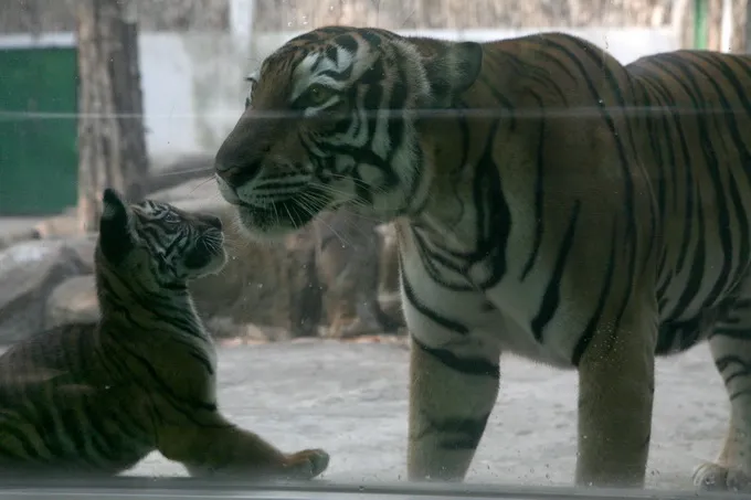 Thêm một hổ mẹ tại Thảo Cầm Viên Sài Gòn sinh con ảnh 5