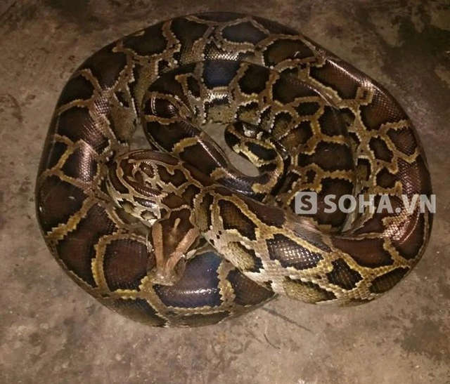 Con trăn hung dữ nặng 16 kg. Con trăn hung dữ nặng 16 kg.