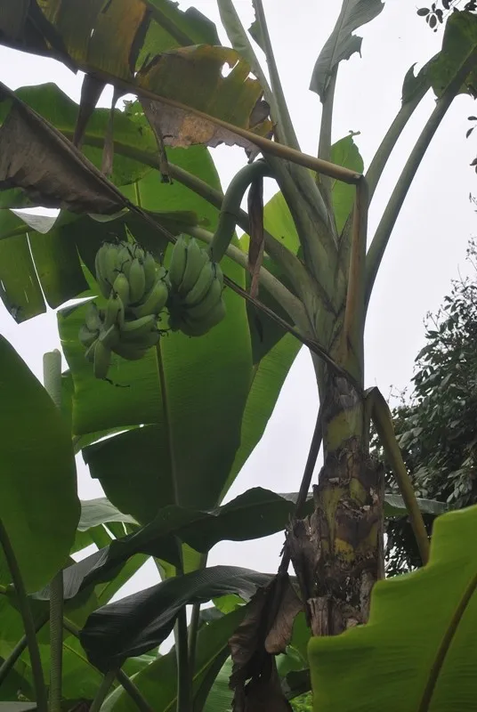 Ngôi nhà gắn liền với tuổi thơ anh hùng Tô Vĩnh Diện ảnh 14 Trong khu vườn của gia đình anh hùng Tô Vĩnh Diện, các cối rất tươi tốt, ra hoa kết trái quanh năm.