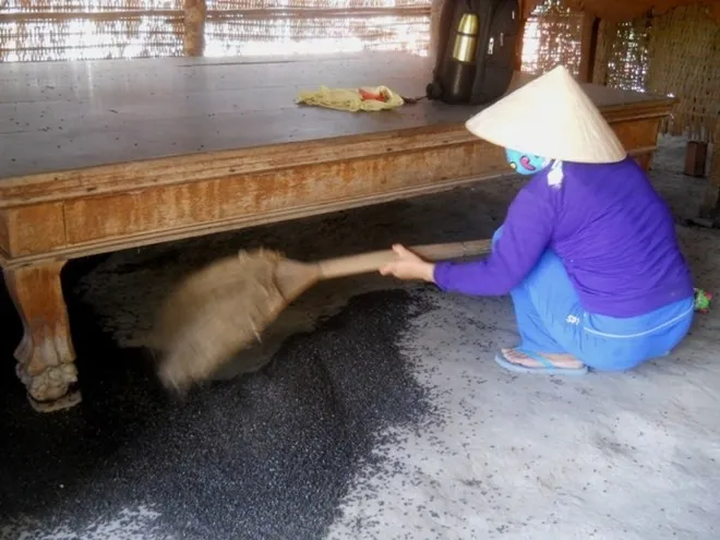 Đậu đen tràn ngập trong nhà anh Thanh. “Đậu đen” tràn ngập trong nhà anh Thanh