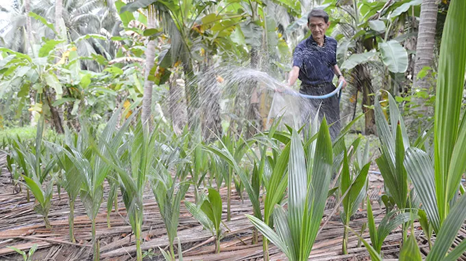 Gặp “vua dừa” trước chuyến đi Trường Sa ảnh 2 Gặp “vua dừa” trước chuyến đi Trường Sa ảnh 2