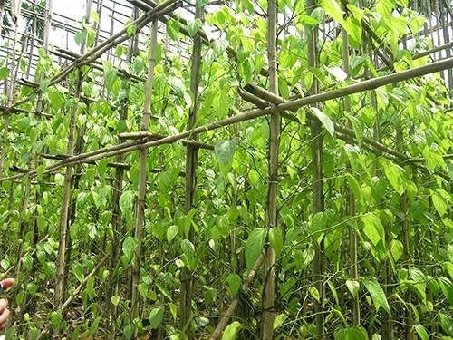 Chùm ảnh Nhà văn viếng thăm Đền Tưởng niệm Ngã Ba Giồng và 18 thôn vườn trầu (3) ảnh 8