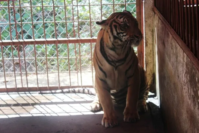 Sau gần 2 tháng được chăm sóc, cả hai cá thể hổ này đều khỏe mạnh, chạy nhảy tốt. Chế độ ăn hàng ngày là 1,36 triệu đồng/cá thể. Chuồng trại nuôi được thiết kế đảm bảo sự vận động của vật nuôi và giữ được sự an toàn cho người xung quanh. Sau gần 2 tháng được chăm sóc, cả hai cá thể hổ này đều khỏe mạnh. Chế độ ăn hàng ngày là 1,36 triệu đồng/cá thể. Chuồng trại nuôi được thiết kế đảm bảo sự vận động của vật nuôi và giữ được sự an toàn cho người xung quanh.