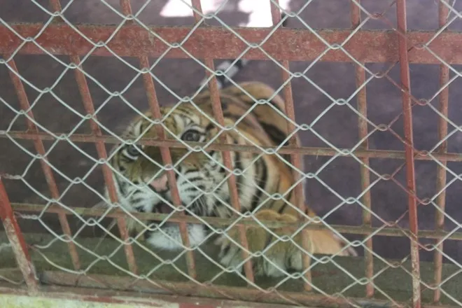 Thời điểm được giải cứu, cá thể hổ đực có trọng lượng 90 kg, cá thể cái nặng 75 kg. Theo cán bộ chăm sóc, sau gần 2 tháng được chăm sóc, chúng đã tăng trọng lượng lên nhiều. Thời điểm được giải cứu, cá thể hổ đực có trọng lượng 90 kg, cá thể cái nặng 75 kg. Theo cán bộ chăm sóc, sau gần 2 tháng được chăm sóc, chúng đã tăng trọng lượng lên nhiều.