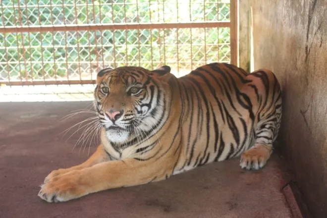 Trên đường tháo chạy, những người ngồi trên xe tải liên tục vứt các vật cản ra đường khiến lực lượng chức năng gặp khó trong việc truy bắt. Chạy đến xã Quỳnh Hồng (huyện Quỳnh Lưu), người điểu khiển xe vi phạm bất ngờ đánh lái rẽ vào đoạn đường liên thôn, bỏ lại hai cá thể hổ rồi tẩu thoát.Qua kiểm tra, lực lượng chức năng xác định hai cá thể động vật là 2 con hổ đã bị tiêm thuốc gây mê. Ngay sau đó, lực lượng liên ngành đã dùng xe đặc chủng chuyển hai cá thể hổ về Trung tâm cứu hộ động vật hoang dã - Vườn Quốc gia Pù Mát đóng tại địa bàn huyện Con Cuông, Nghệ An để chăm sóc, chữa trị. Trên đường tháo chạy, những người ngồi trên xe tải liên tục vứt các vật cản ra đường khiến lực lượng chức năng gặp khó trong việc truy bắt. Chạy đến xã Quỳnh Hồng (huyện Quỳnh Lưu), người điểu khiển xe vi phạm bất ngờ đánh lại rẽ vào đoạn đường liên thôn, bỏ lại hai cá thể hổ rồi tẩu thoát.