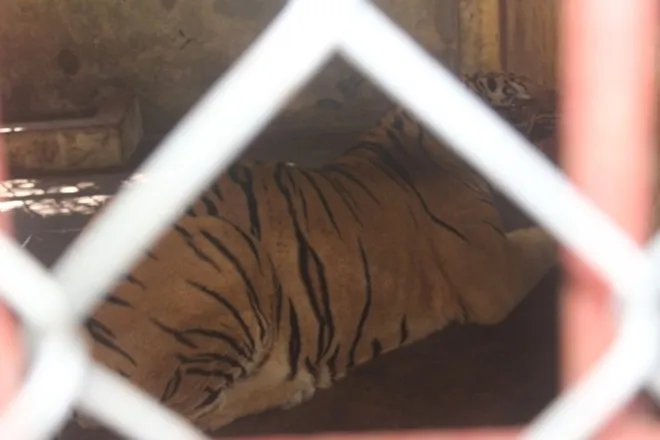 “Hiện chúng tôi đang làm đề xuất tỉnh Nghệ An xin giữ lại để nuôi 2 cá thể hổ trên để nuôi nhốt và xin thành lập Trung tâm cứu hộ, Bảo tồn và Phát triển động vật hoang dã. Tuy nhiên, việc này rất khó kinh phí thành lập trung tâm là rất lớn. Nếu không thể thực hiện được, chúng tôi sẽ chuyển 2 cá thể hổ cho trung tâm cứu hộ khác để nuôi”, ông Kiên cho biết thêm. “Hiện chúng tôi đang làm đề xuất tỉnh Nghệ An xin giữ lại để nuôi 2 cá thể hổ trên để nuôi nhốt và xin thành lập Trung tâm cứu hộ, Bảo tồn và Phát triển động vật hoang dã. Tuy nhiên, việc này rất khó kinh phí thành lập trung tâm là rất lớn. Nếu không thể thực hiện được, chúng tôi sẽ chuyển 2 cá thể hổ cho trung tâm cứu hộ khác để nuôi”, ông Kiên cho biết thêm.