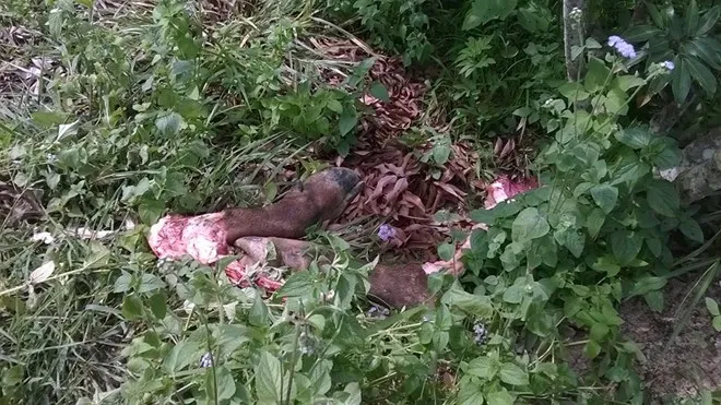 Trâu bị trộm xẻ thịt ngay tại vườn làm dân mạng phẫn nộ