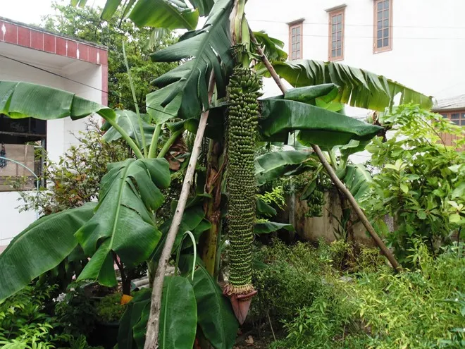 Mơ Thấy Buồng Chuối - Giải Mã Giấc Mơ Mang Lại May Mắn và Thành Công