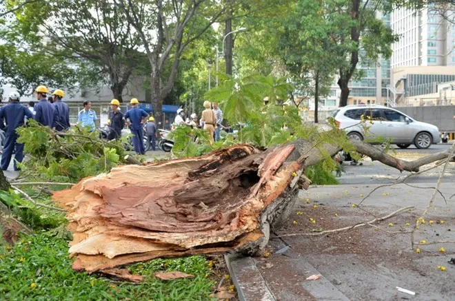 Nhánh cây đè lên hai xe gắn máy và chiếm hết lòng đường. Nhánh cây đè lên 2 xe gắn máy và chiếm hết lòng đường.