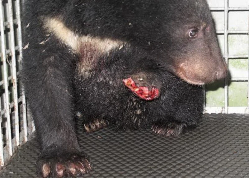 Cứu sống gấu ngựa hoang dã bị dính bẫy mất chân ảnh 3