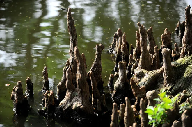 Ngày Độc lập, vào Lăng viếng Chủ tịch Hồ Chí Minh ảnh 9