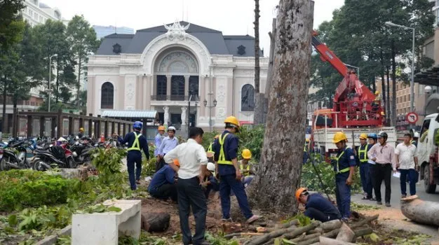 Những cây cổ thụ bị đốn trước Nhà hát TP.HCM- Ảnh: Hữu Khoa