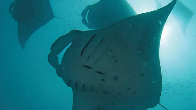 10 dịch vụ khách sạn lạ lùng trên thế giới ảnh 9