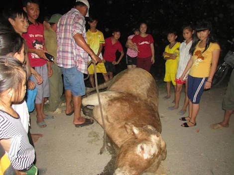 Con bò sau đó được người dân bắt giữ.