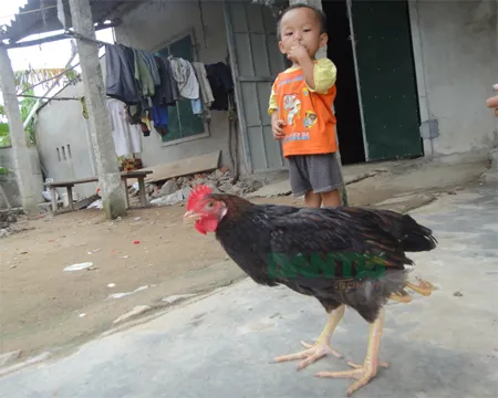 Chú gà đặc biệt có 4 chân