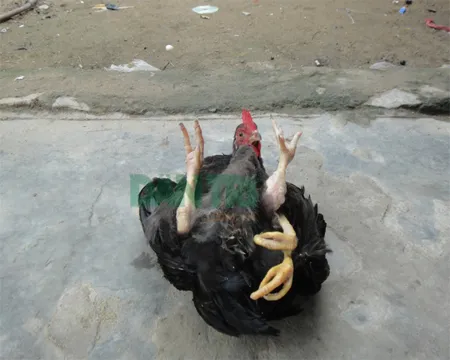 Đôi chân thừa nhìn từ phía bụng gà