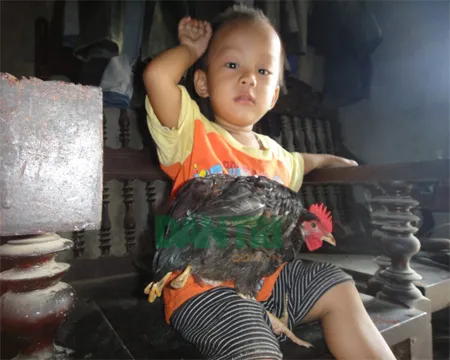 Hiếu kỳ kéo nhau đi xem gà bốn chân ảnh 4 Con gà đặc biệt này rất gần gũi với các thành viên trong nhà chị Lục