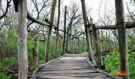 Về quê lúa khám phá cồn biển đẹp nhất xứ Bắc ảnh 4 Về quê lúa khám phá cồn biển đẹp nhất xứ Bắc