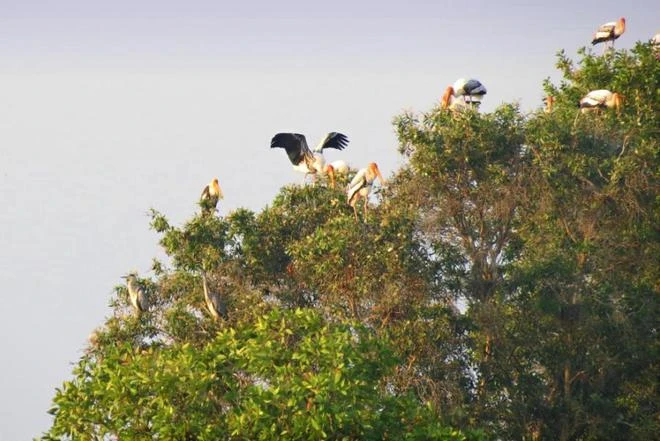 Tràm Chim, thiên đường mùa nước nổi ảnh 10