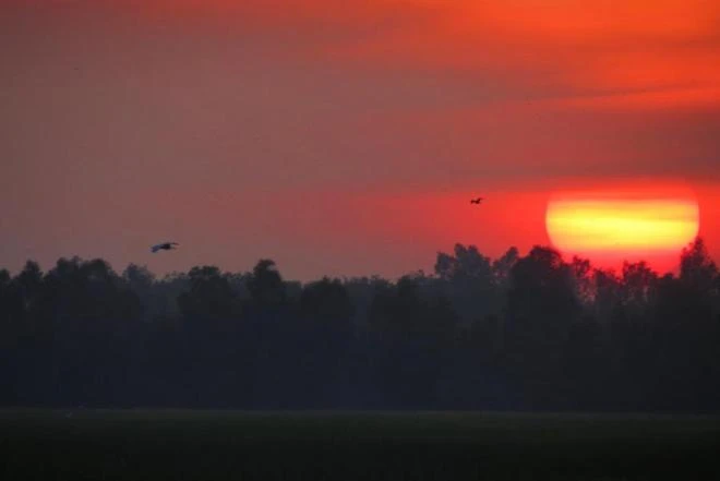 Tràm Chim, thiên đường mùa nước nổi ảnh 2