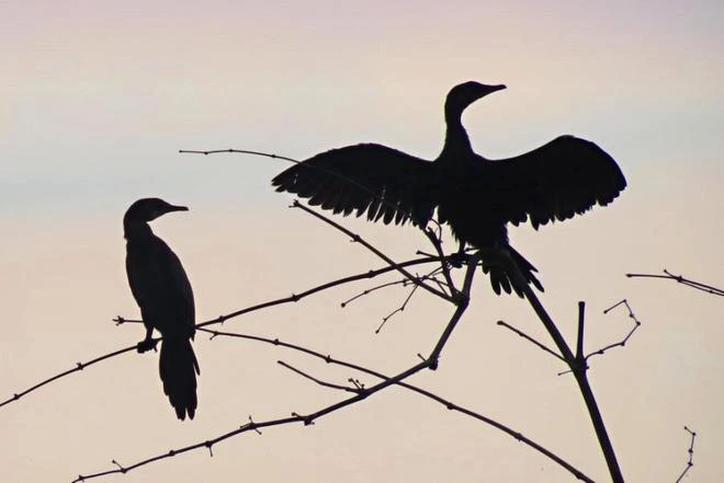 Tràm Chim, thiên đường mùa nước nổi ảnh 5