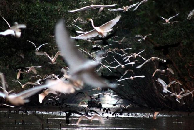 Tràm Chim, thiên đường mùa nước nổi ảnh 8
