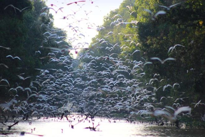 Tràm Chim, thiên đường mùa nước nổi ảnh 9