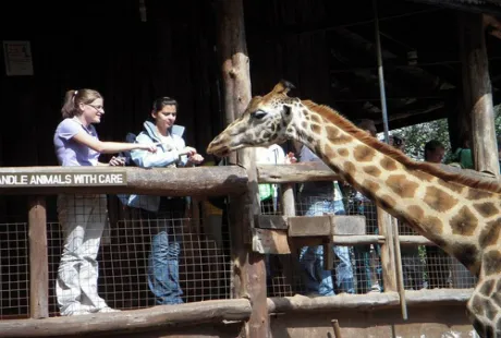 Khách sạn 'hươu cao cổ' độc đáo nhất thế giới ảnh 10 Minh Anh